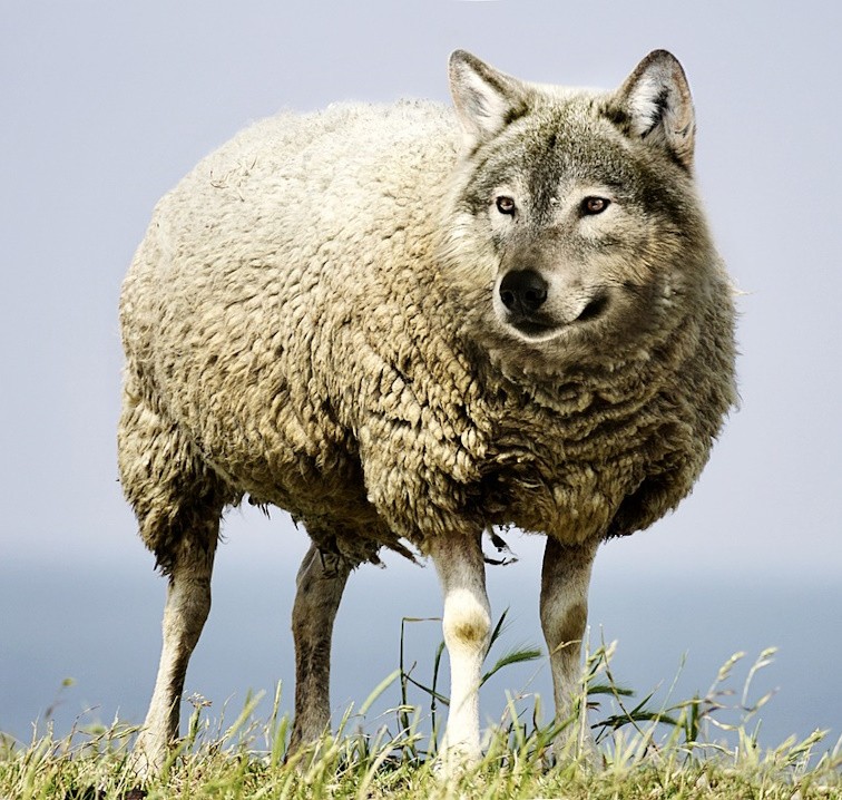 wolf-in-sheeps-clothing-2577813_1280