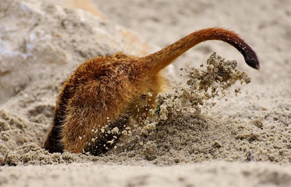 head-stuck-in-the-sand-3510206_1280